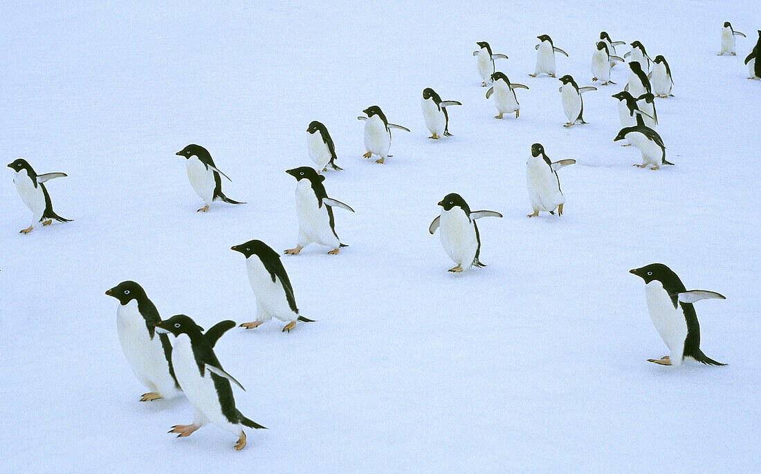 Adelie penguins (Pygoscelis adeliae). Antarctica.