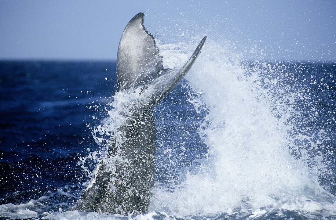Humpback Whale (Megaptera novaeangliae) fluke flapping, Silver Bank, Caribbean, Dominican Republic