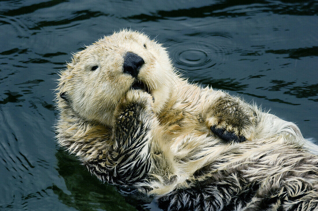 Sea Otter (Enhydra lutris) Yawning. Captive.