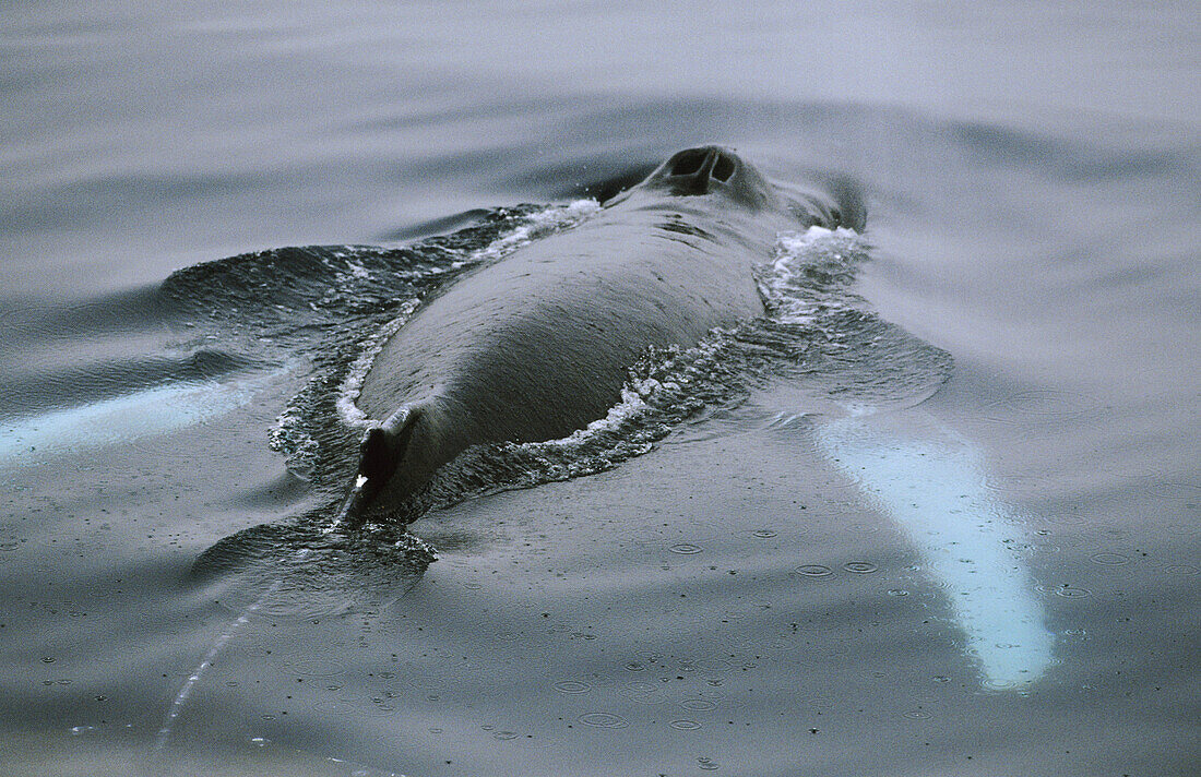 Humpback Whale at surface, Southeast Alaska, USA