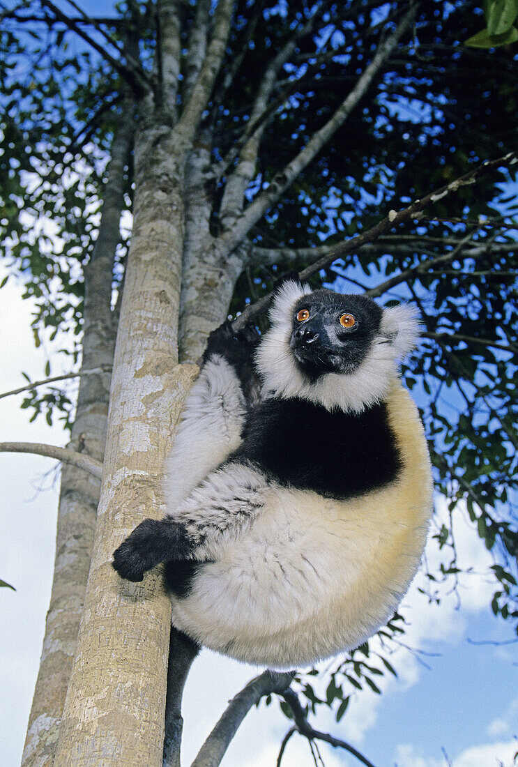Ruffed Lemur, Madagascar
