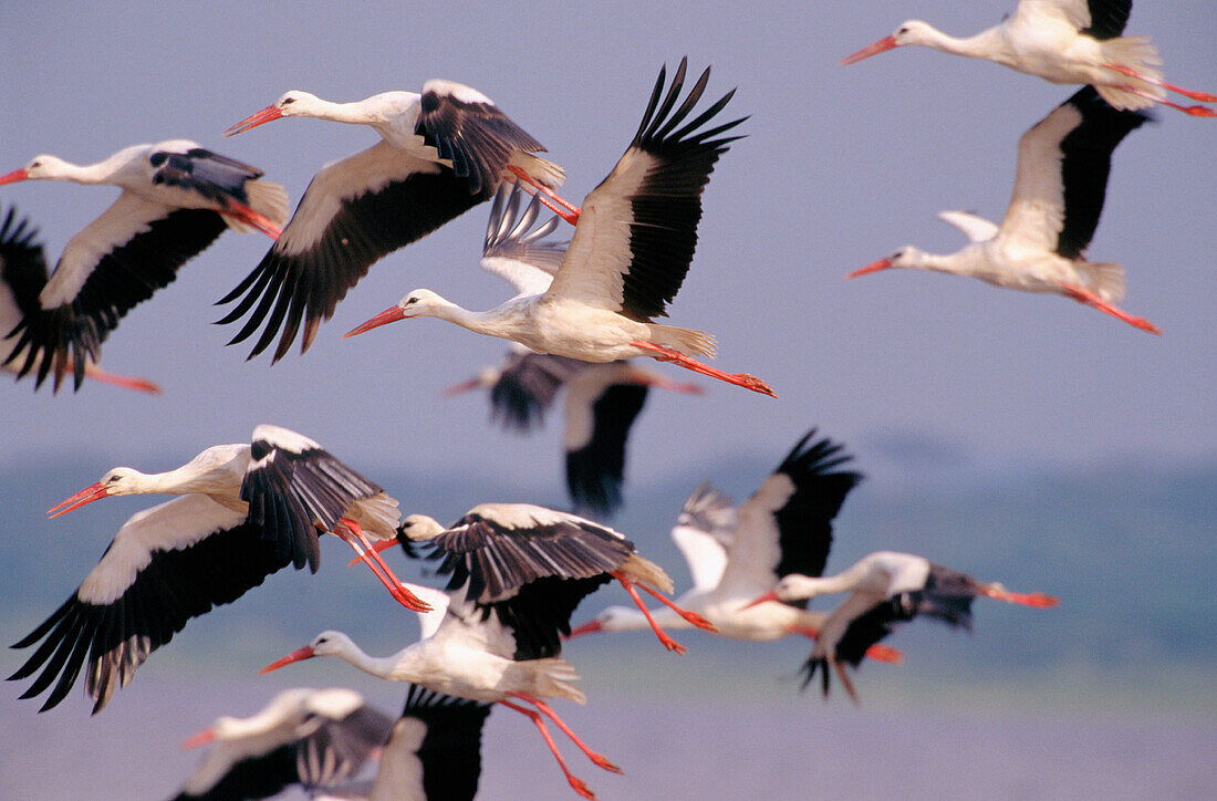 White Storks (Ciconia ciconia). Serengeti NP. Tanzania
