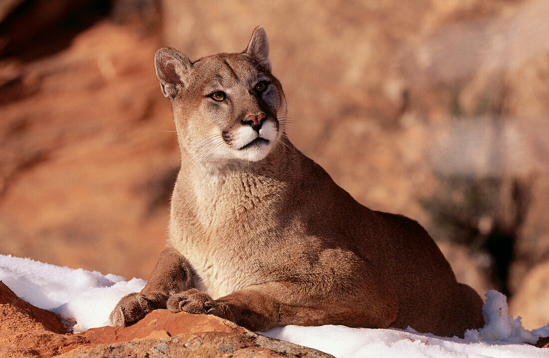 Puma (Felis concolor). Uinta National Forest. Utah. USA