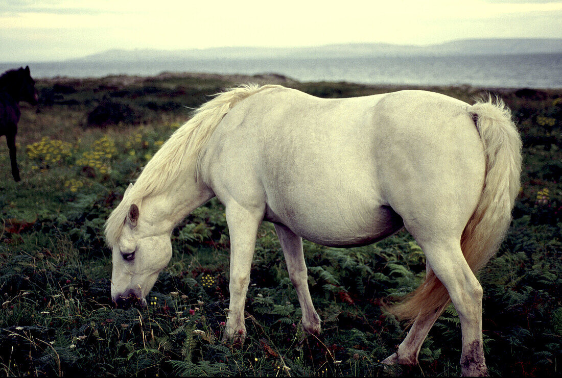 Horse grazing.