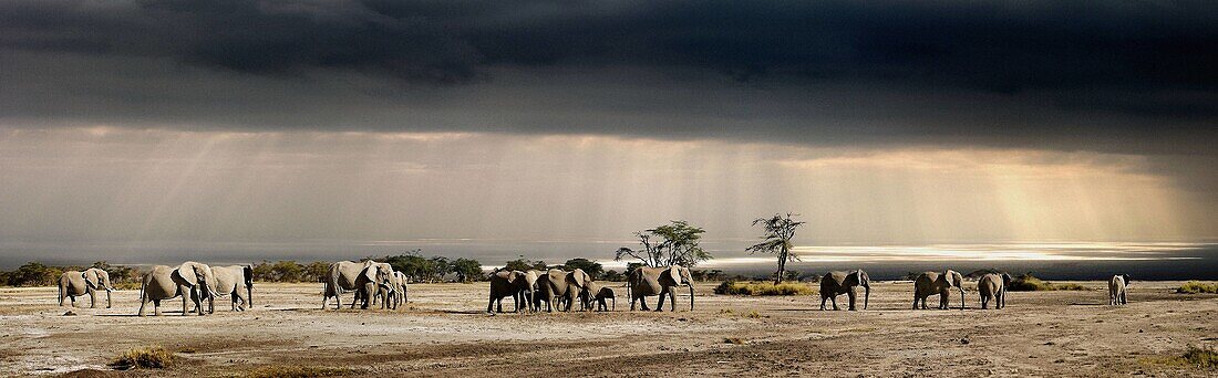 Elephants. Evening. Tanzania