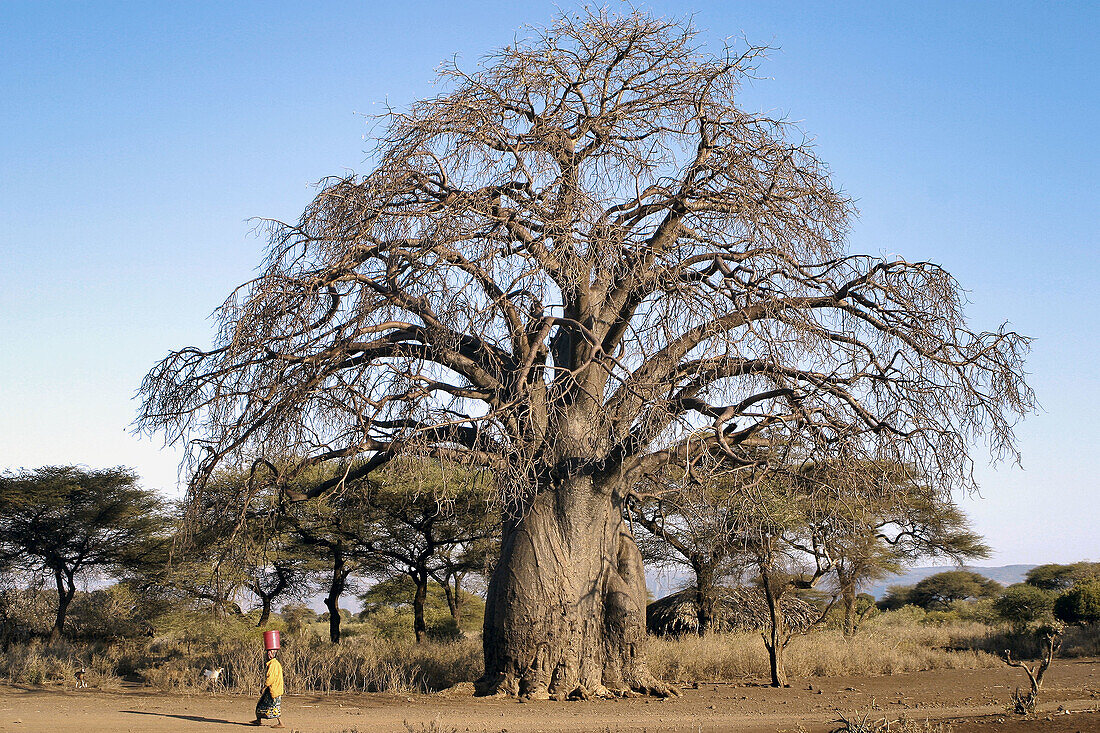 Baobab, African tree. Tanzania