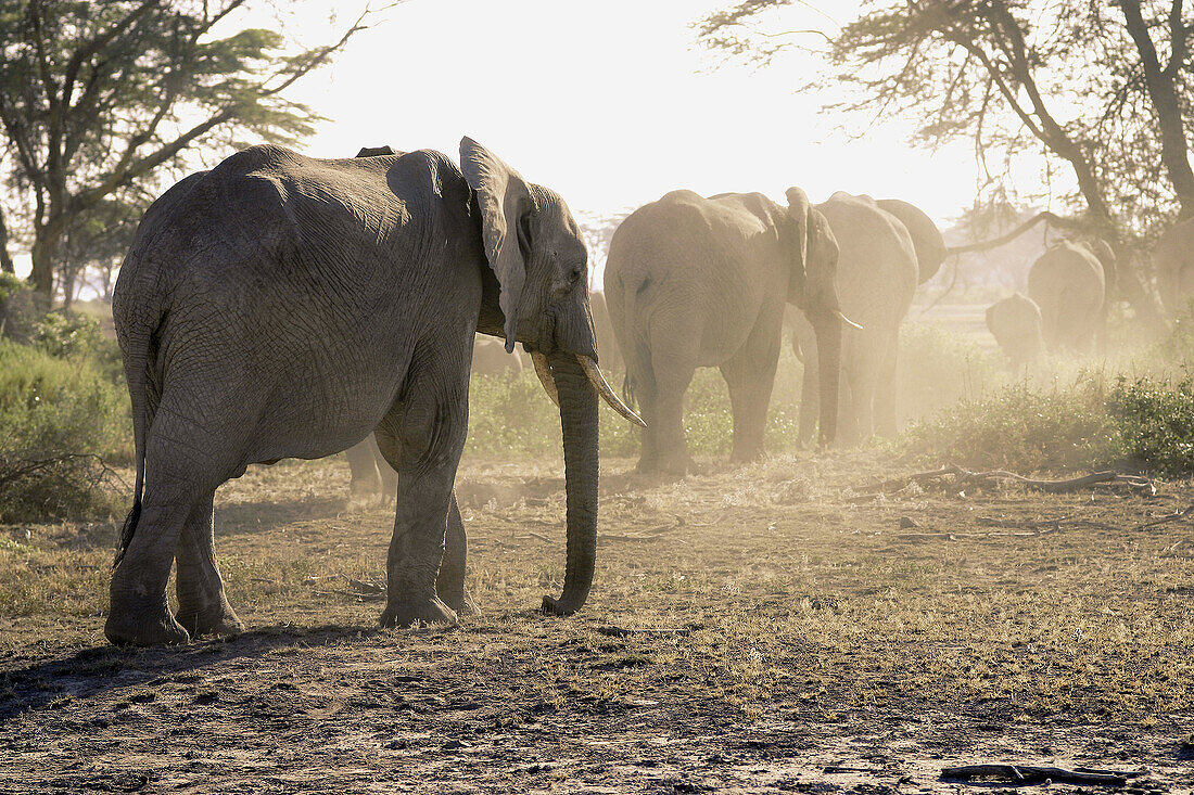 Elephants in Ngorongoro. Tanzania