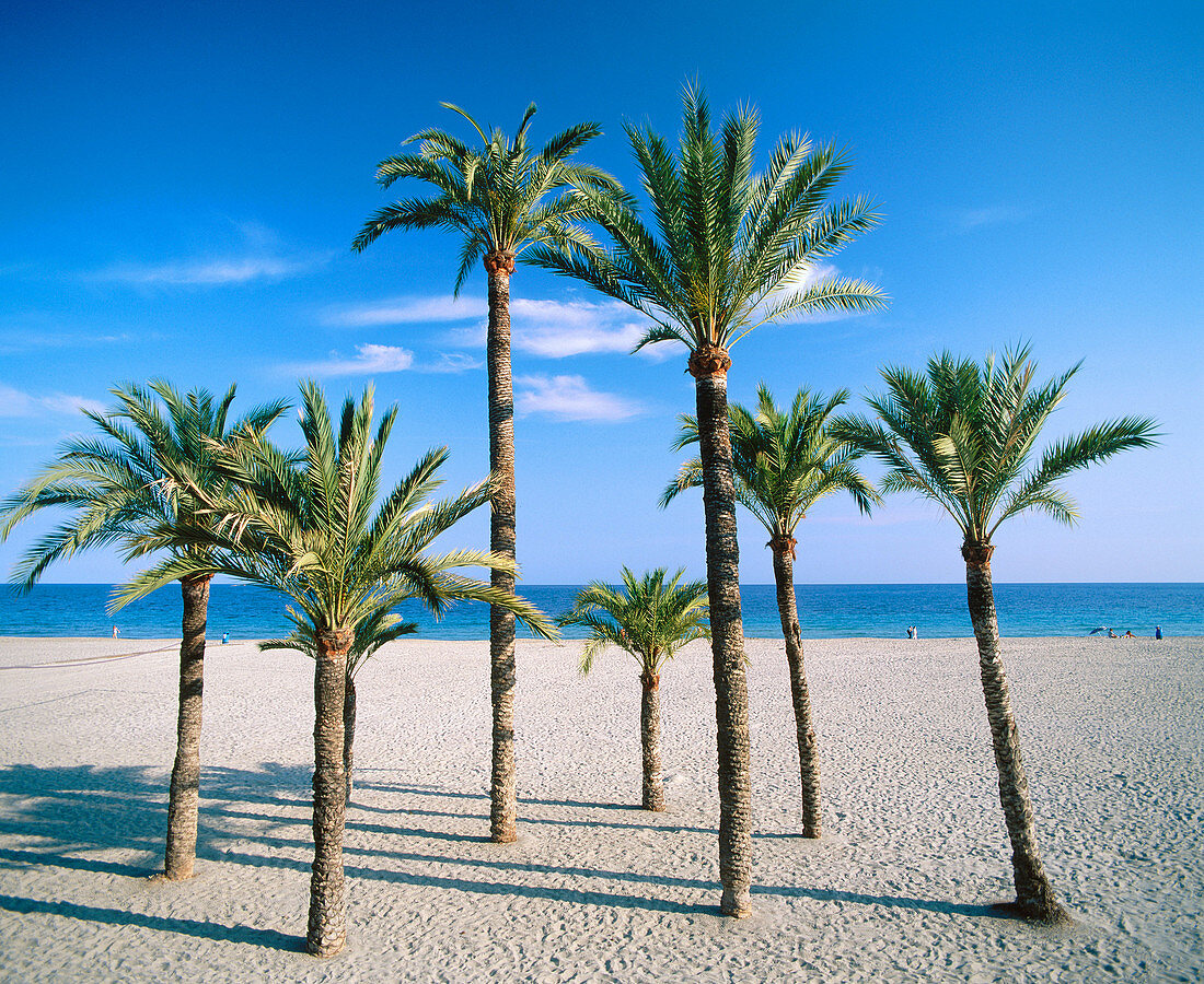 Beach. Benidorm. Alicante province. Spain