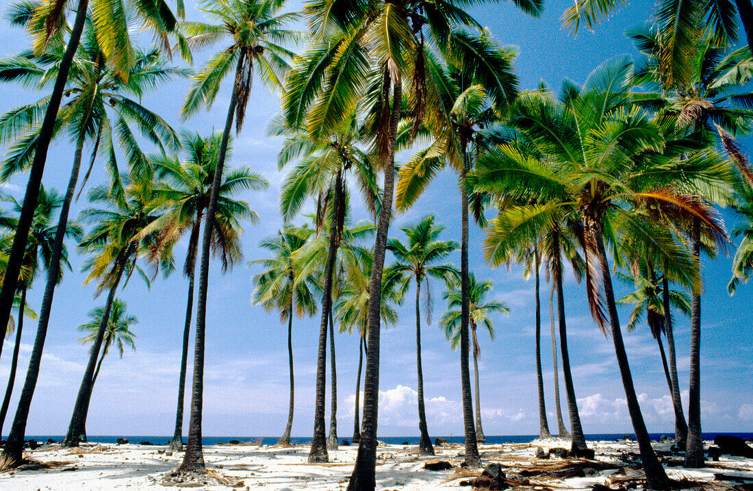 Palms on the seashore. Honaunau National Historic Park. Big Island. Hawai. USA