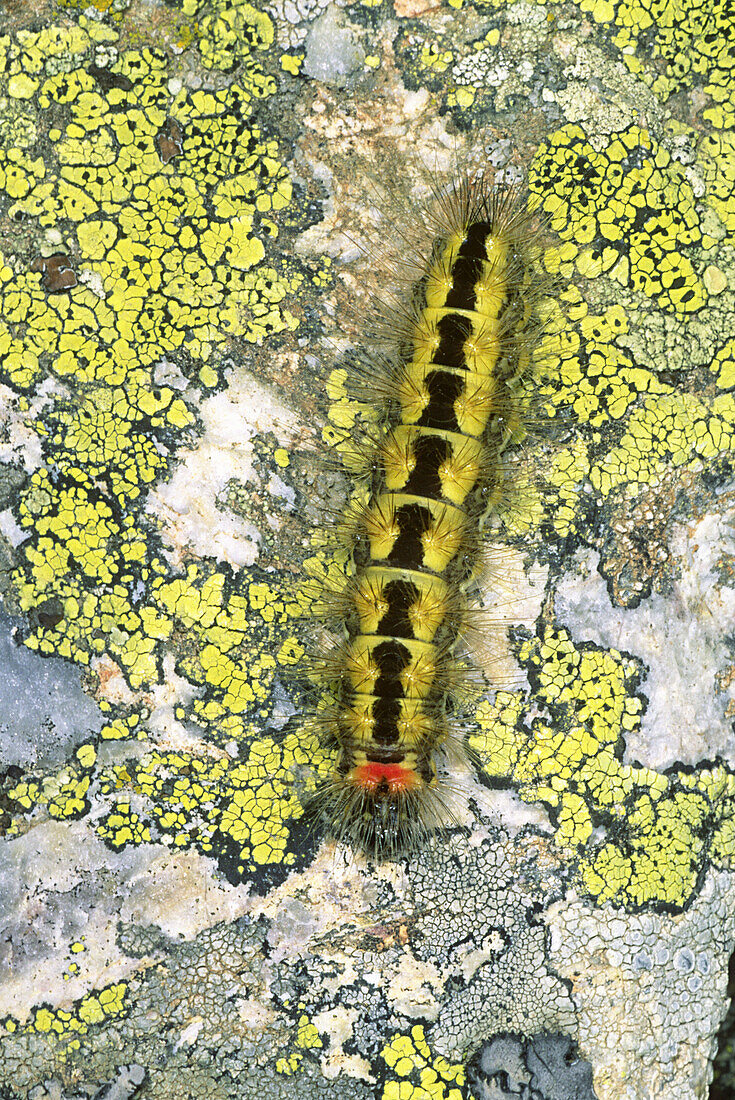 Moth caterpillar (Acronicta euphorbiae) in a rock with lichens.