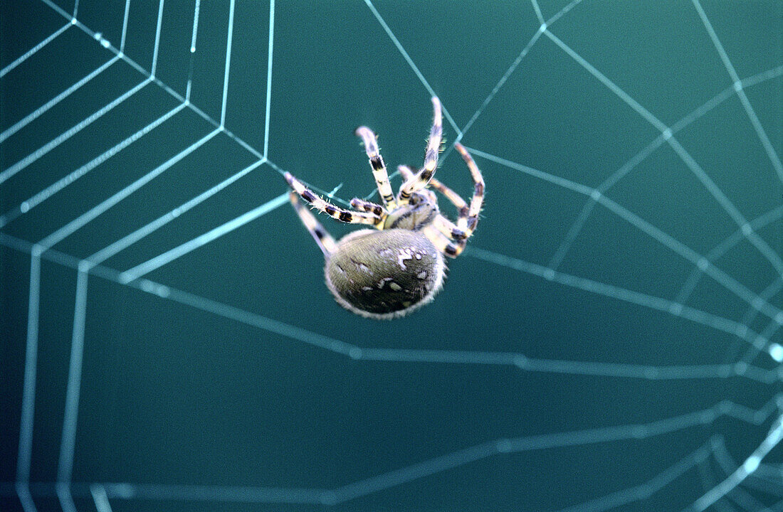 Close-up of a spider weaving a web