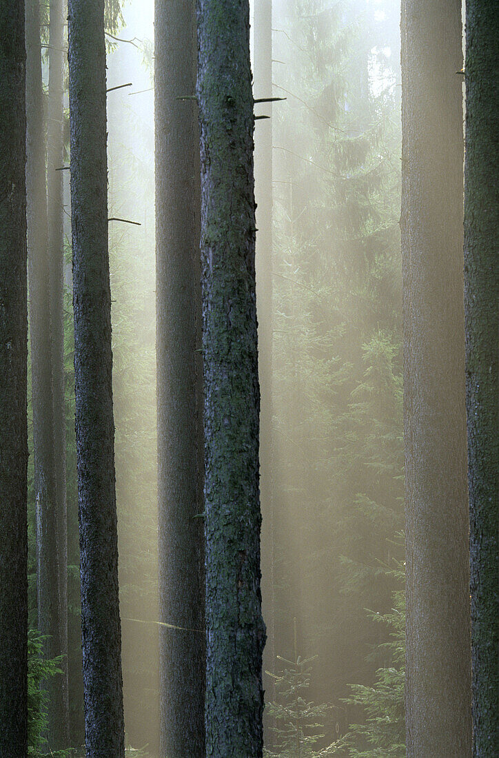Forest in Southern Bohemia, Czech Republic
