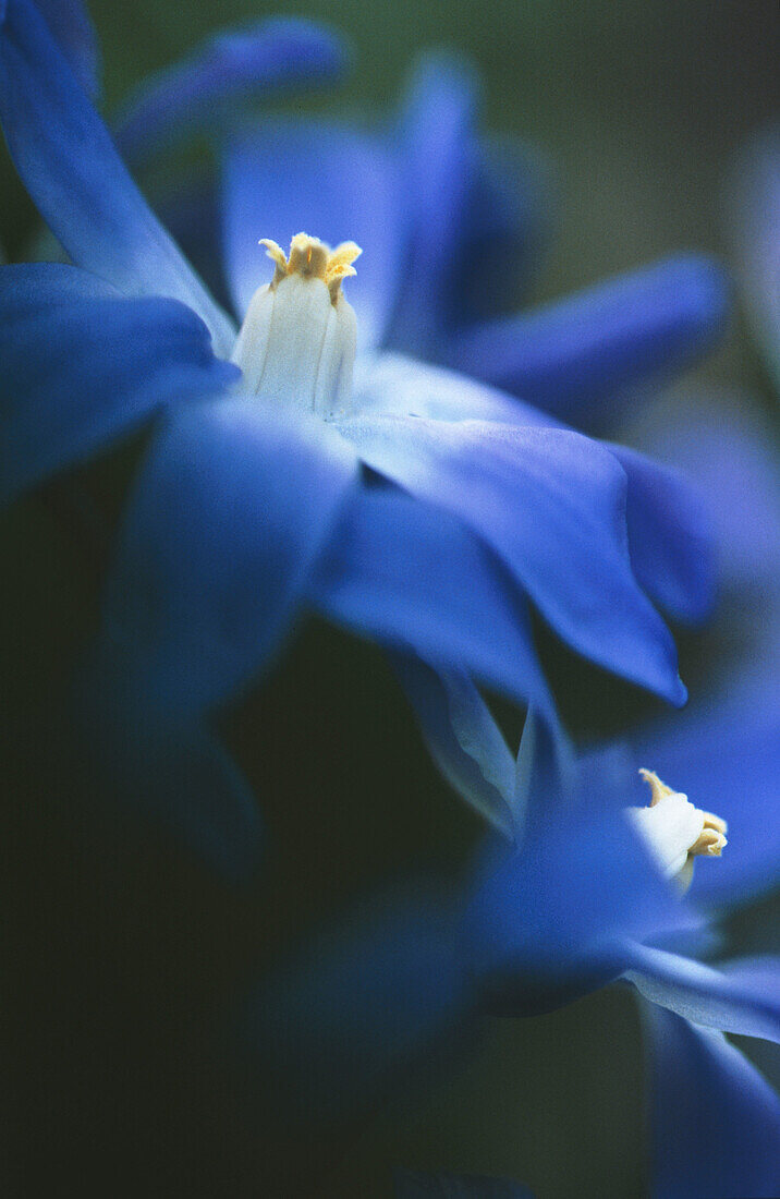 Glory of the Snow (Chionodoxa luciliae). Germany