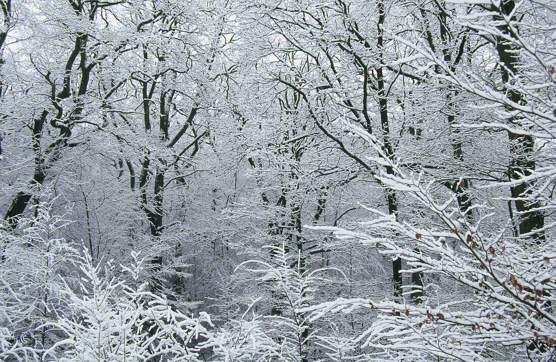 Snow-covered branches. Germany