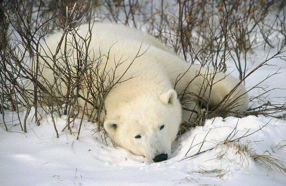 Lazy Polar bear (Ursus maritimus). Churchill. Manitoba, Canada