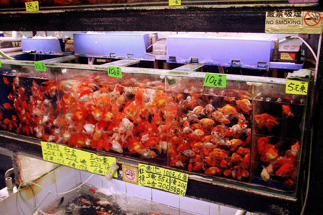 Kowloon P. Mong Kok Nr. Tung Choi St. Goldfish market in Hong Kong.