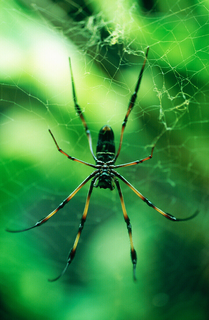 Golden Orb Web Spider (Nephila sp.)