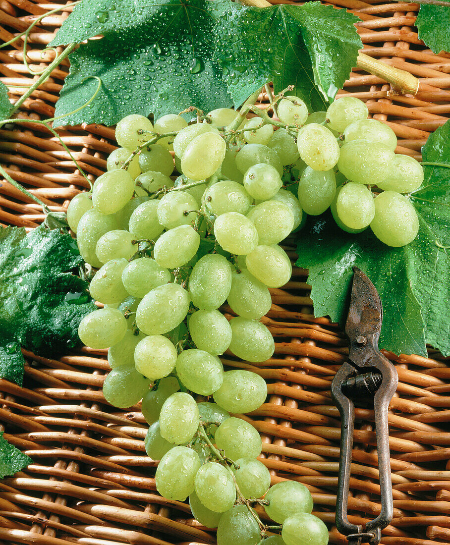 Grapes