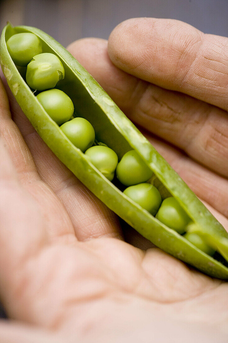 Detail, Details, Eine Person, Eins, Erbse, Erbsen, Ernährung, Farbe, Gemüse, Gesunde Ernährung, Grün, Hand, Hände, Hülse, Hülsen, Hülsenfrucht, Hülsenfrüchte, Innen, Küche, Leguminose, Mensch, Menschen, Nahaufnahme, Nahaufnahmen, Nahrung, Nahrungsmittel, 