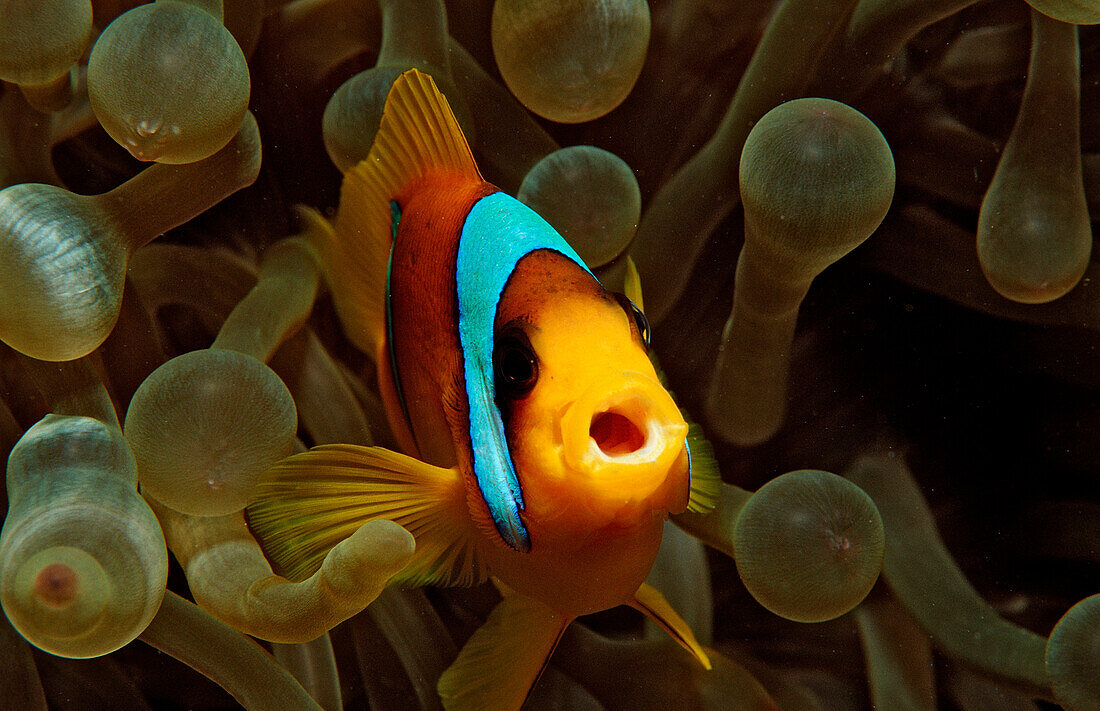 Rotmeer-Anemonenfisch, Amphiprion bicinctus, Sudan, Afrika, Rotes Meer