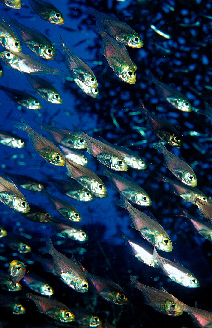 Pygmy sweeper, Parapriacanthus ransonneti, Sudan, Africa, Red Sea