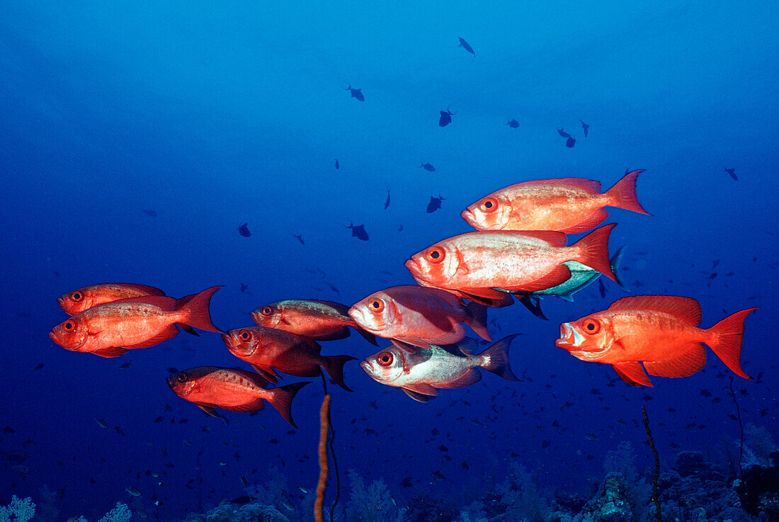 Grossaugenbarsche, Priacanthus hamrur, Sudan, Afrika, Rotes Meer