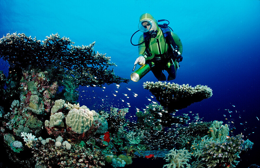 Scuba diver and Table coral, Acropora divaricata, Sudan, Africa, Red Sea