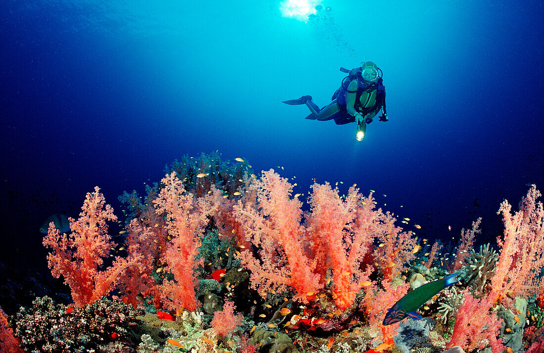 Scuba diver and Red soft corals, Acropora divaricata, Sudan, Africa, Red Sea