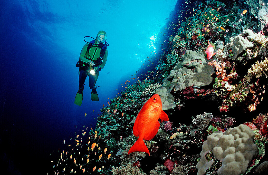 Crescent-tail bigeye and scuba diver,  Priacanthus hamrur, Egypt, Red Sea, St. John´s Reef