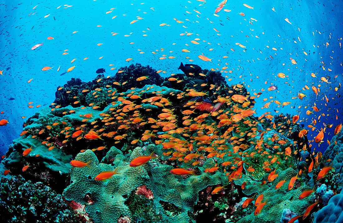 Harem Flag Basslet and coral reef, Pseudanthias squamipinnis, Egypt, Red Sea, St. John´s Reef