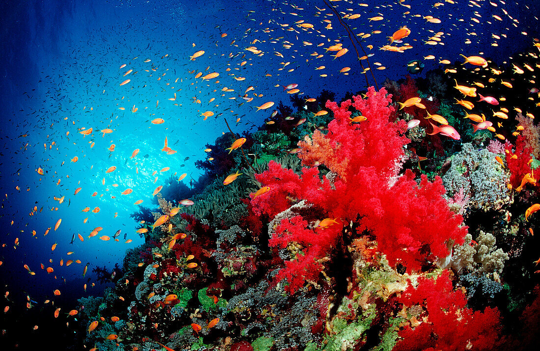 Haremsfahnenbarsche und Korallenriff, Pseudanthias squamipinnis, Aegypten, Rotes Meer, St. John´s Reef