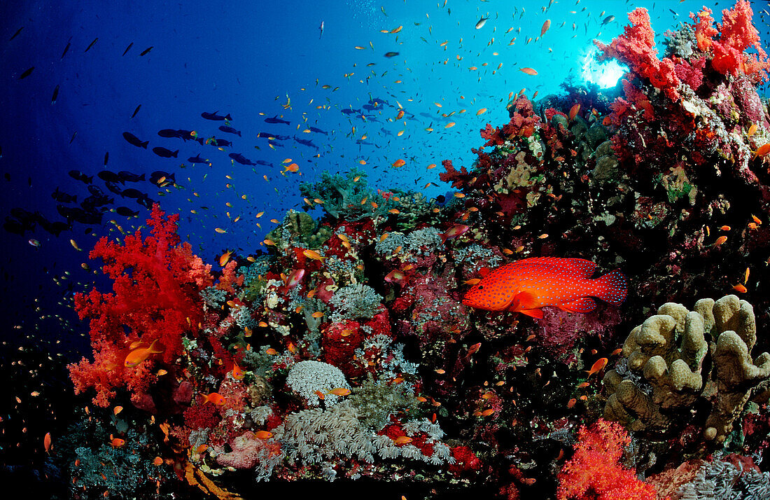 Coral grouper and reef, Cephalopholis miniata, Sudan, Africa, Red Sea