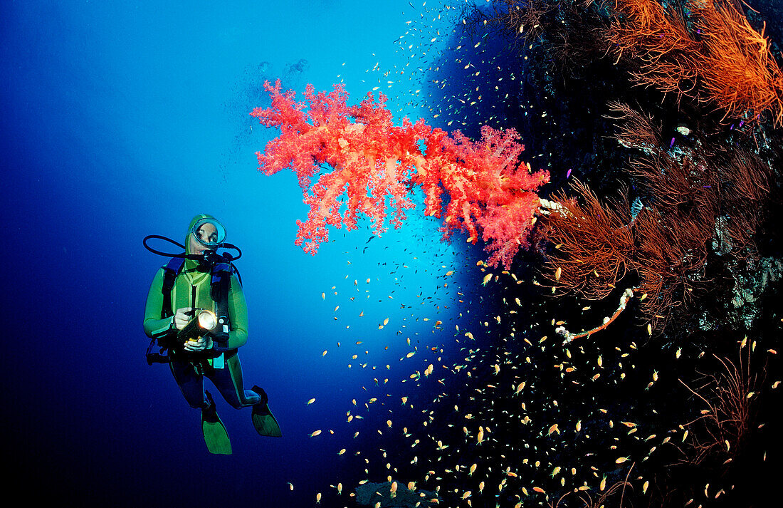 Scuba diver and Red soft corals, Acropora divaricata, Sudan, Africa, Red Sea