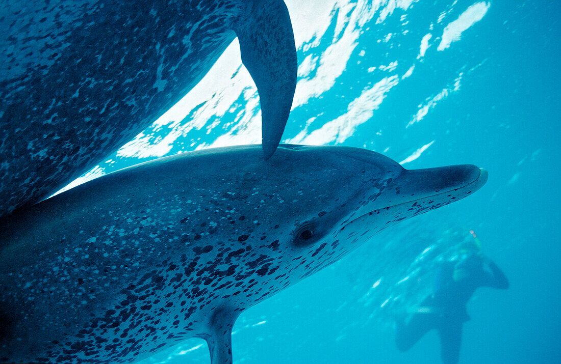 Atlantischer Fleckendelfin, Zuegeldelfin, Stenella frontalis, Bahamas, Atlantischer Ozean