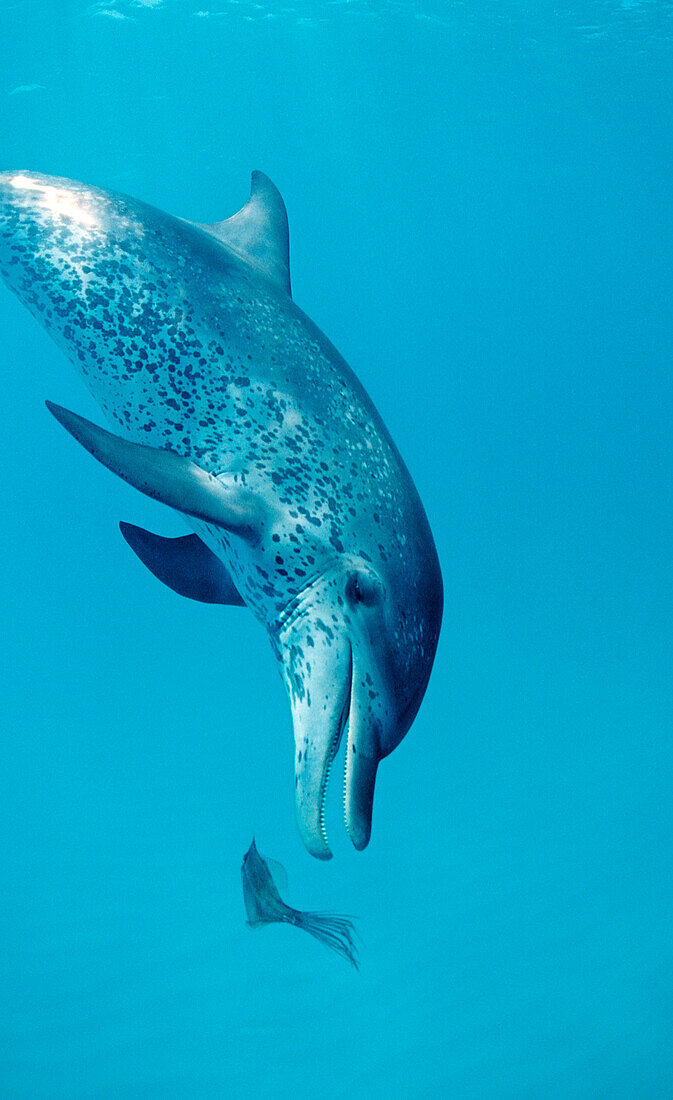 Atlantischer Fleckendelfin, Zuegeldelfin, Stenella frontalis, Bahamas, Atlantischer Ozean