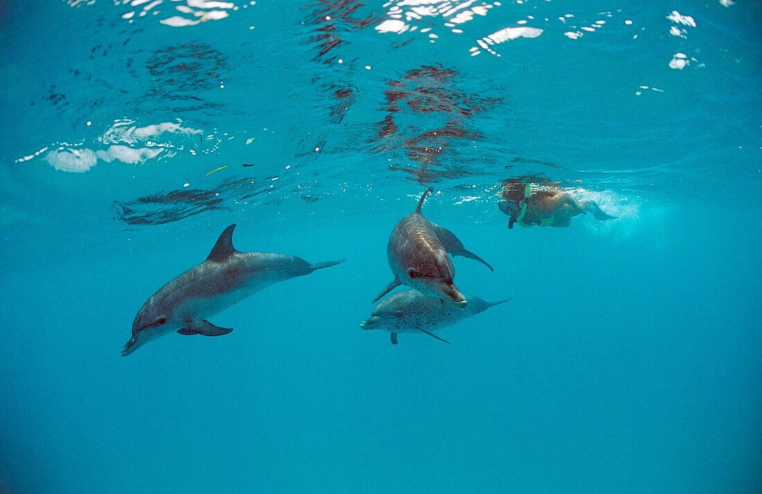 Atlantischer Fleckendelfin, Zuegeldelfin, Stenella frontalis, Bahamas, Atlantischer Ozean