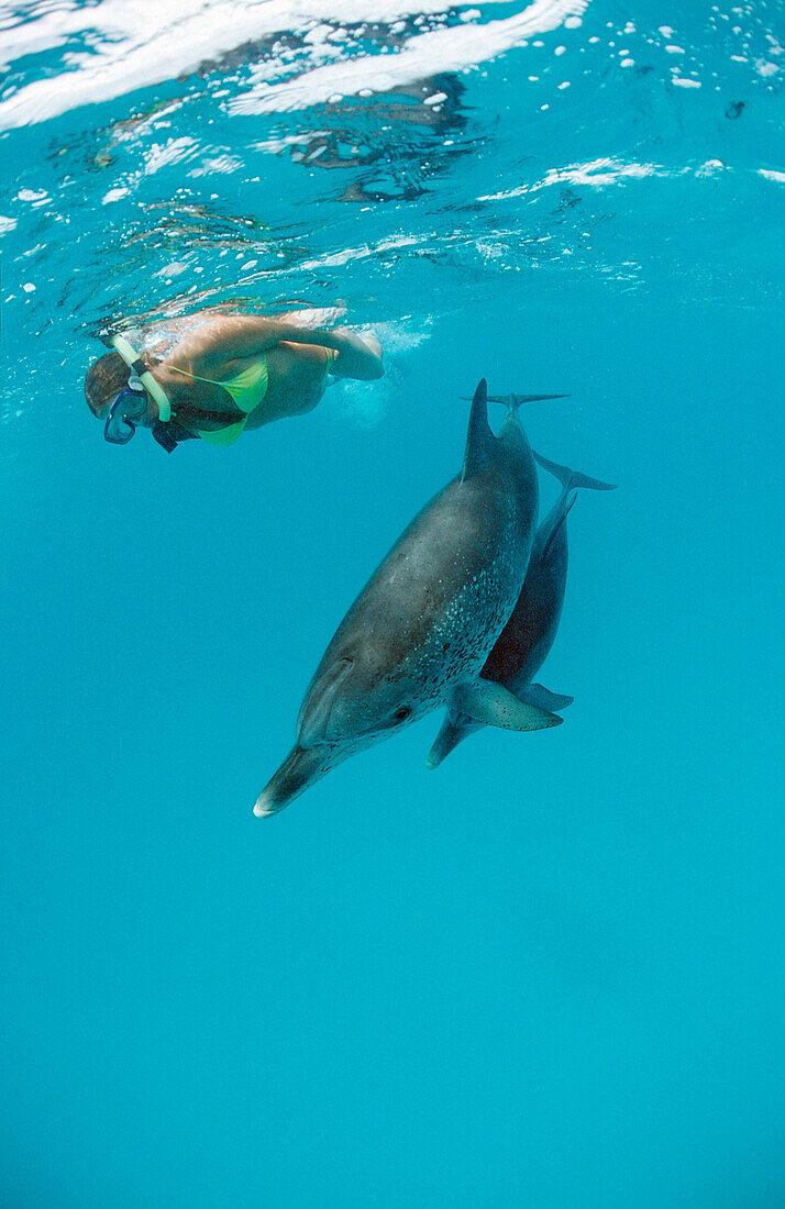 Atlantic spotted dolphin, Stenella frontalis, Bahamas, Atlantic Ocean