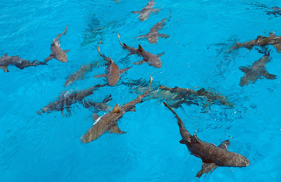 Zitronenhaie an der Wasseroberfläche, Negaprion brevirostris, Bahamas, Atlantischer Ozean