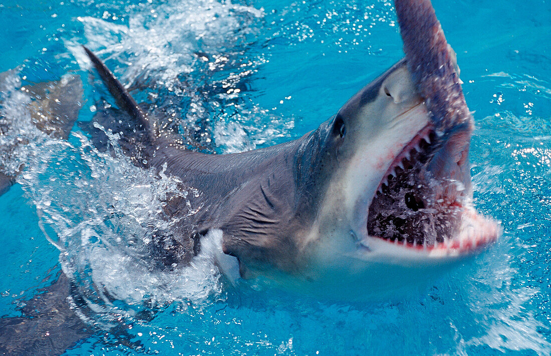 Biting Lemon Shark on the surface, Negaprion brevirostris, Bahamas, Atlantic Ocean