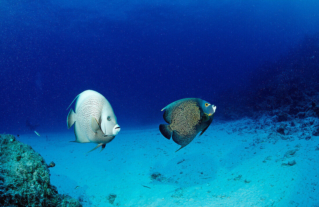 Gray angelfish and French Angelfish, Pomacanthus arcuatus, Pomacanthus paru, Bahamas, Atlantic Ocean