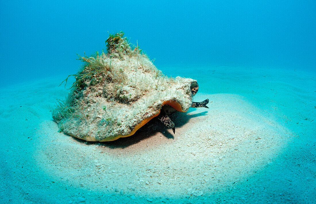 Conch Meeresschnecke, Strombus gigas, Bahamas, Atlantischer Ozean