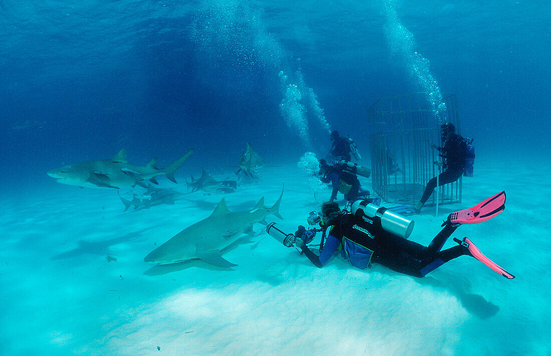 Lemon Sharks and Underwater Photographer, Negaprion brevirostris, Bahamas, Grand Bahama Island, Atlantic Ocean