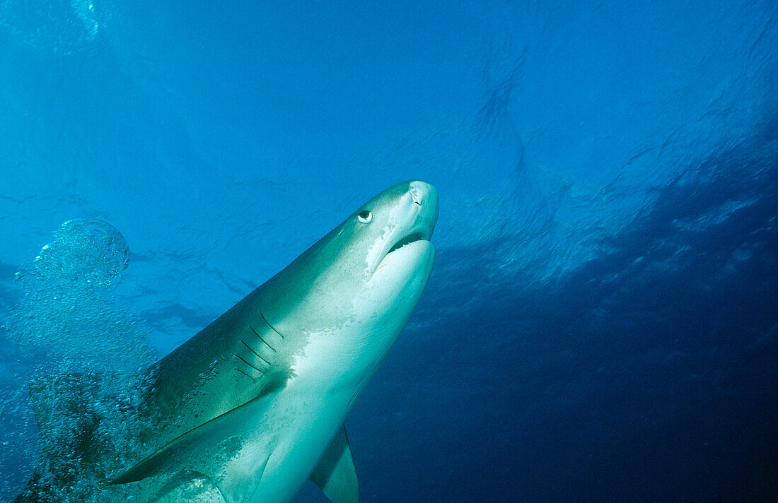 Tiger Shark, Galeocerdo cuvier, Bahamas, Grand Bahama Island, Atlantic Ocean
