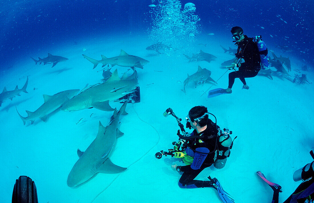 Lemon Sharks and Underwater Photographer, Negaprion brevirostris, Bahamas, Grand Bahama Island, Atlantic Ocean