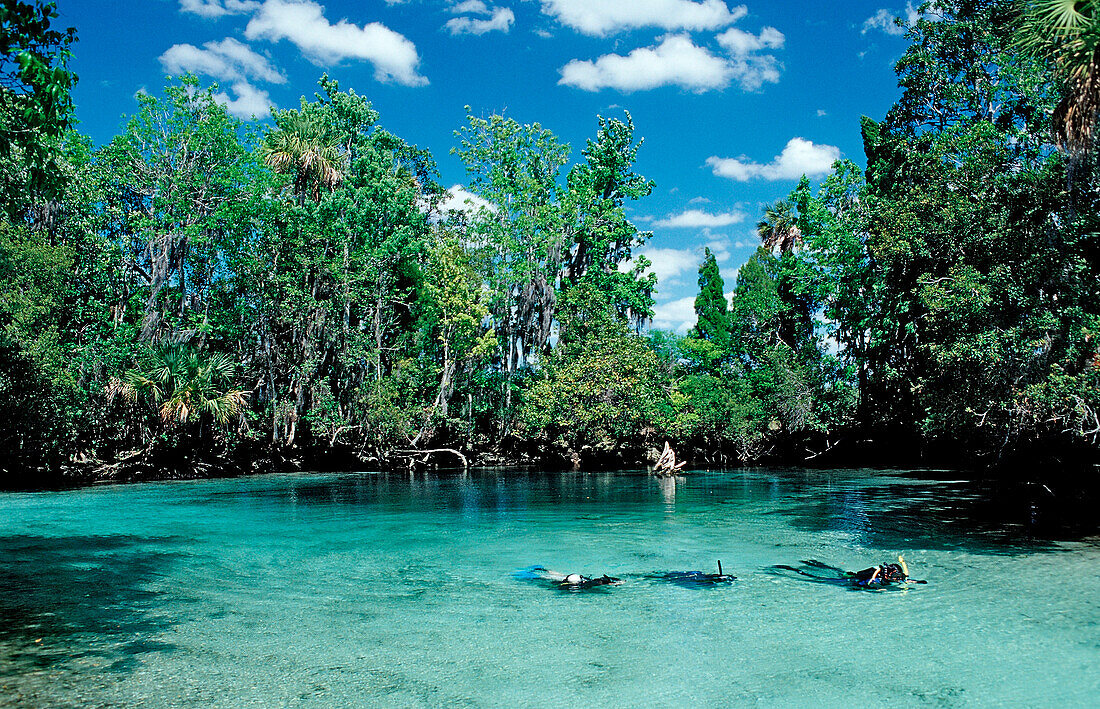 Three Sisters Manatee Sanctuary,  USA, Florida, Crystal River