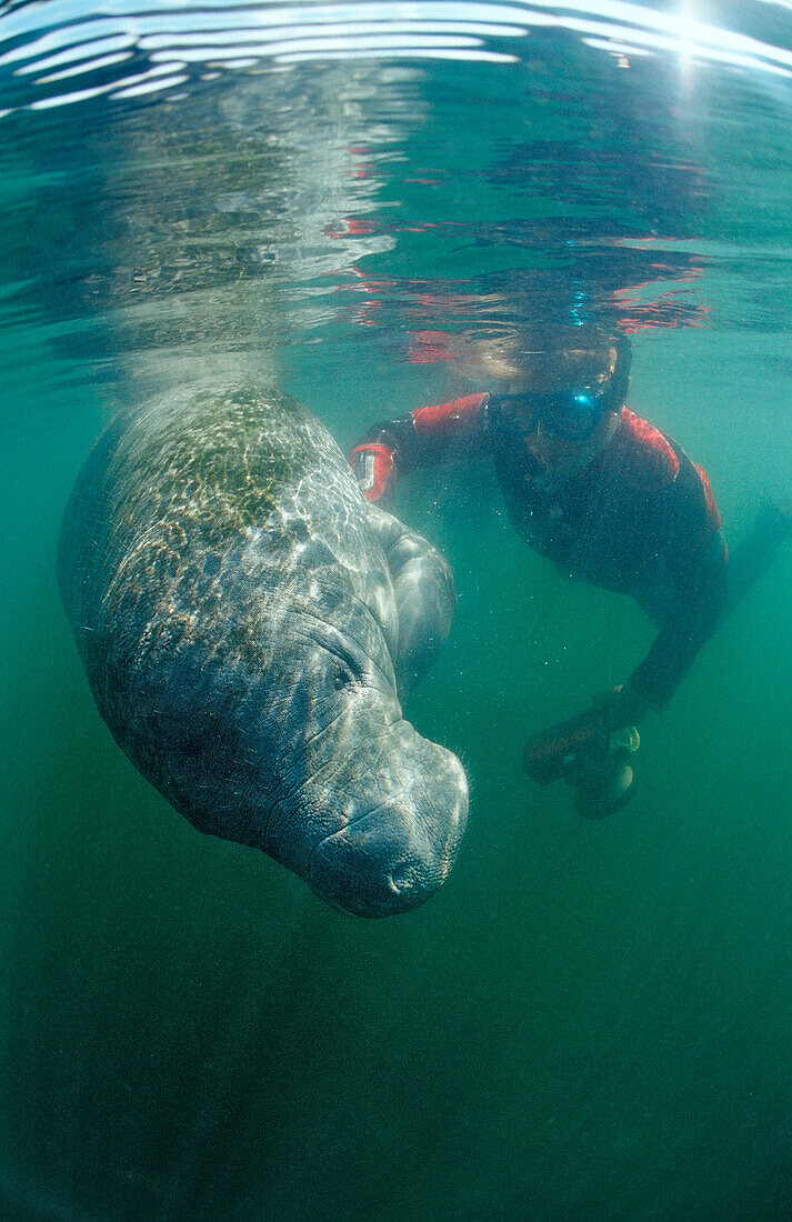 West Indian Manatee and scin diver, Trichechus manatus latirostris, USA, Florida, Crystal River