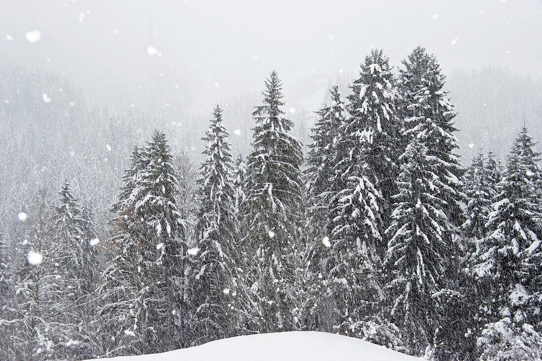 mounainforest in snowstorm, Alps, Austria
