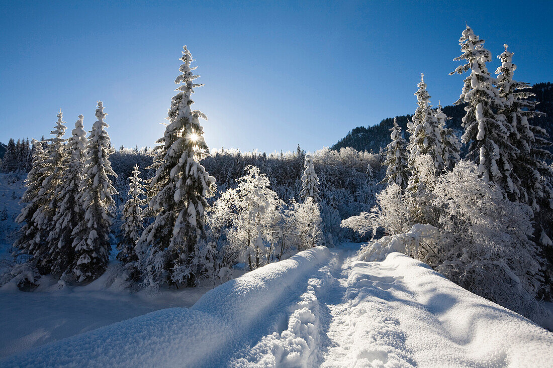 Verschneite Fichten, Winterlandschaft in den Bayerischen Voralpen, Oberbayern, Deutschland