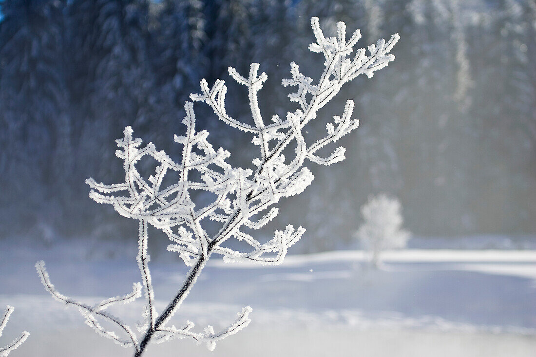 branch with whitefrost, winterscenery, Upper Bavaria, Germany