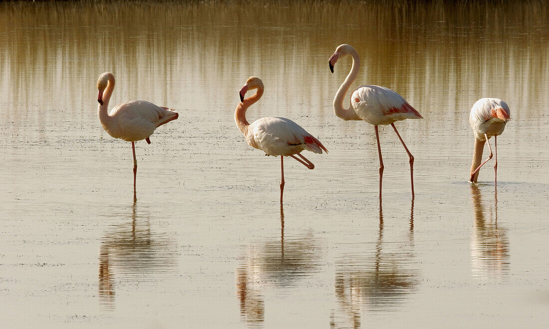 Great Flamingo. Phoenicopterus ruber. Saintes Maries de la Mer. Camargue. France February.